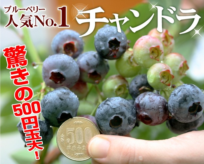 ブルーベリー 苗木 チャンドラ 500円