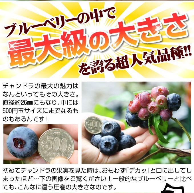 ブルーベリー 苗木 チャンドラ 大粒