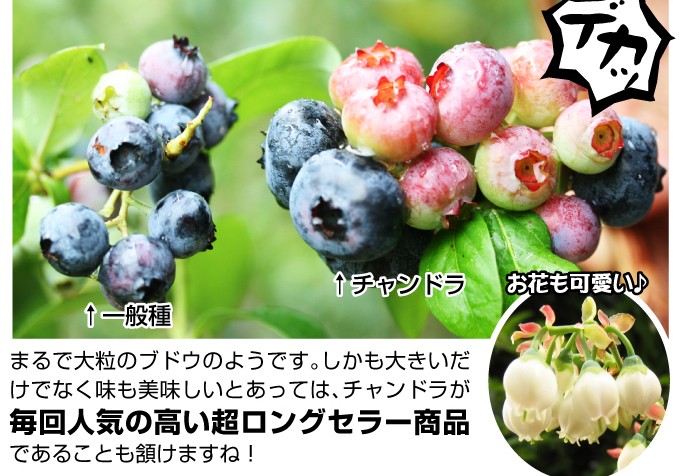 ブルーベリー 苗木 チャンドラ 美味