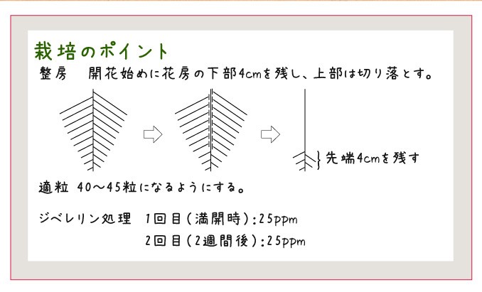 ブラックビート・栽培ポイント