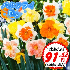 Yahoo!○総合園芸店・国華園－水仙特集