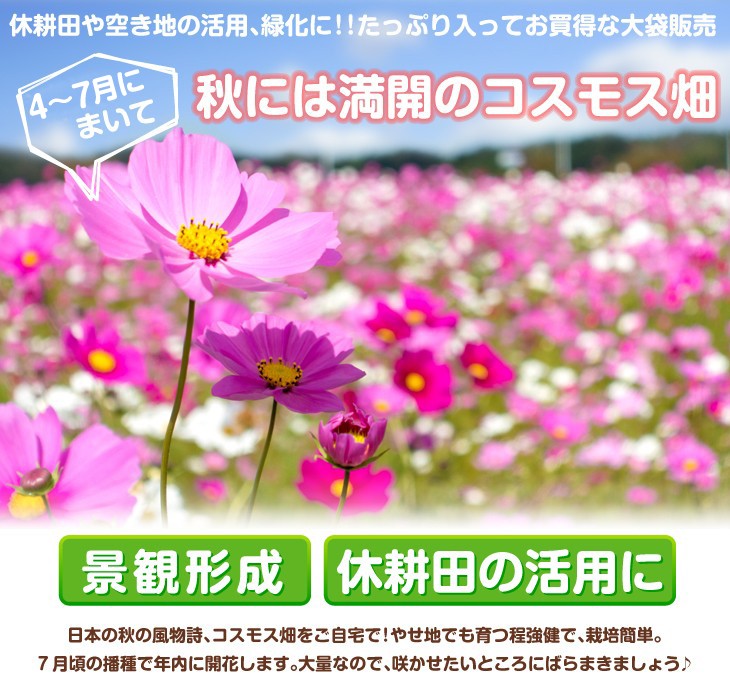 種 花たね 大量たね コスモス畑 1袋(100g) ｜ 国華園 通販サイト