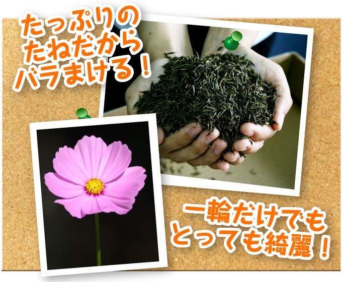 豪華な豪華な種 花たね コスモス 矮性コスモス混合 1袋(500mg) 花