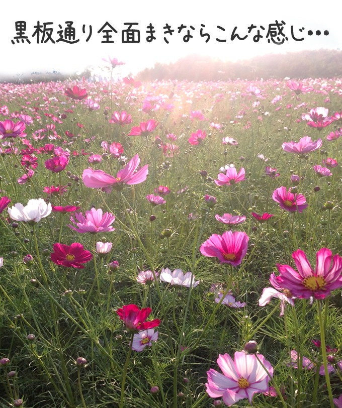 種 花たね大量販売 コスモス畑 1袋(1000g) ｜ 国華園 通販サイト