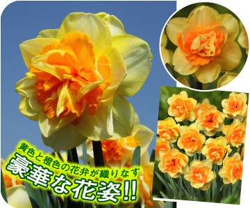 Yahoo!○総合園芸店・国華園－水仙特集