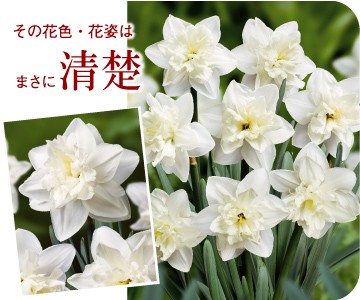 Yahoo!○総合園芸店・国華園－水仙特集