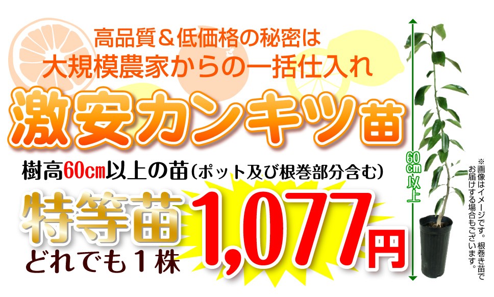 Yahoo!○総合園芸店・国華園－落葉果樹苗（クリ・ブドウ・カキ