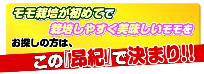 桃 苗木 苗 昂紀PVP （富士野生桃R台） 1株 / ピーチ モモの木 果樹苗 国華園 :2015n-p8-0001:花と緑 国華園 - 通販 -  Yahoo!ショッピング