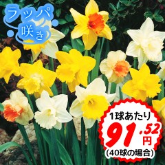 Yahoo!○総合園芸店・国華園－水仙特集