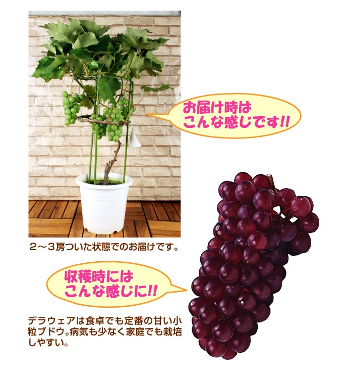 taka様！現品、ブドウの苗木※紅伊豆、デラウェア、安芸クイーンのセット！ 楽天市場】【安芸クイーン】 ぶどう 1年生挿し木苗木 : 苗木部