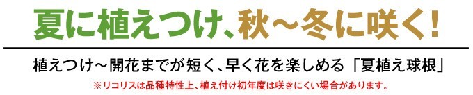TOPバナー