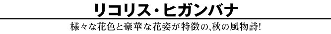 バナー
