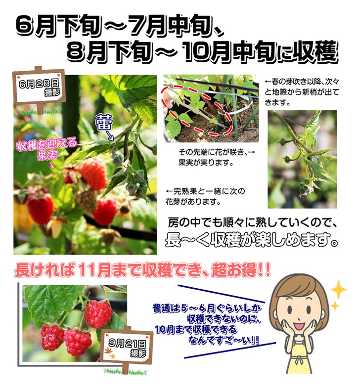 果樹苗 キイチゴ ラズベリー ヒンボートップ 1株 : 花と緑 国華園