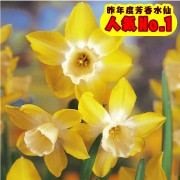 Yahoo!○総合園芸店・国華園－水仙特集