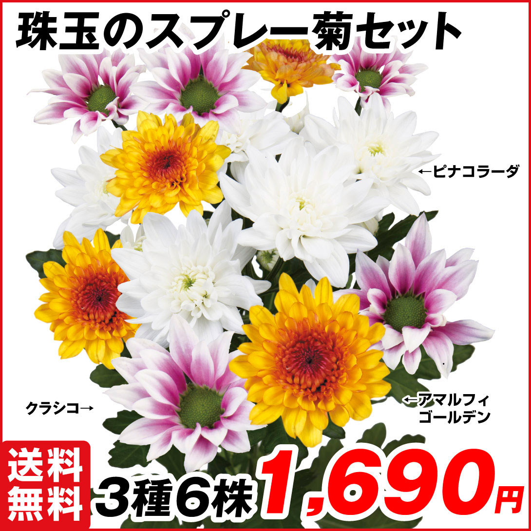 菊苗 切花菊 珠玉のスプレー菊セット 3種6株