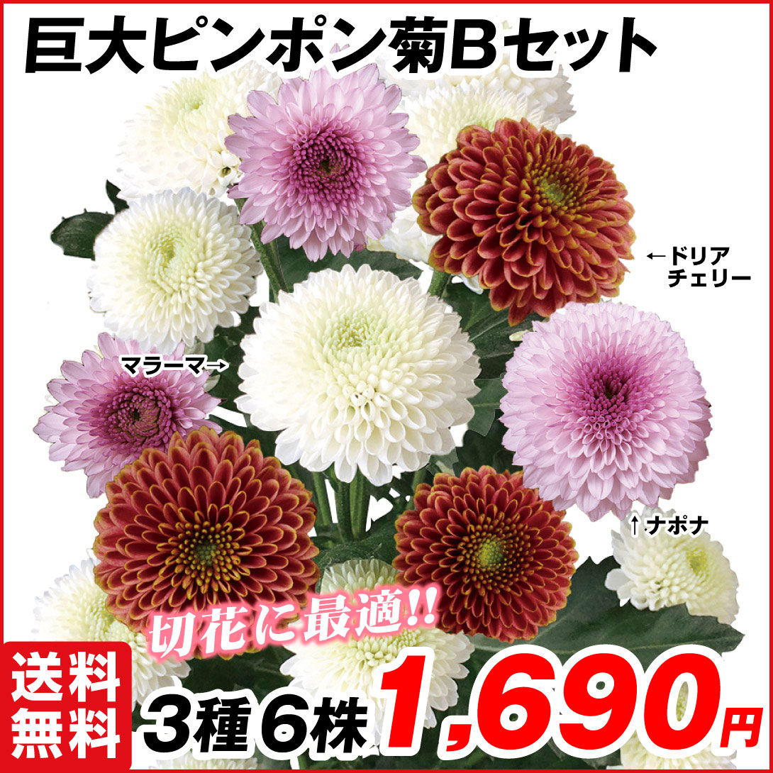 菊苗 切花菊 巨大ピンポン菊Bセット 3種6株