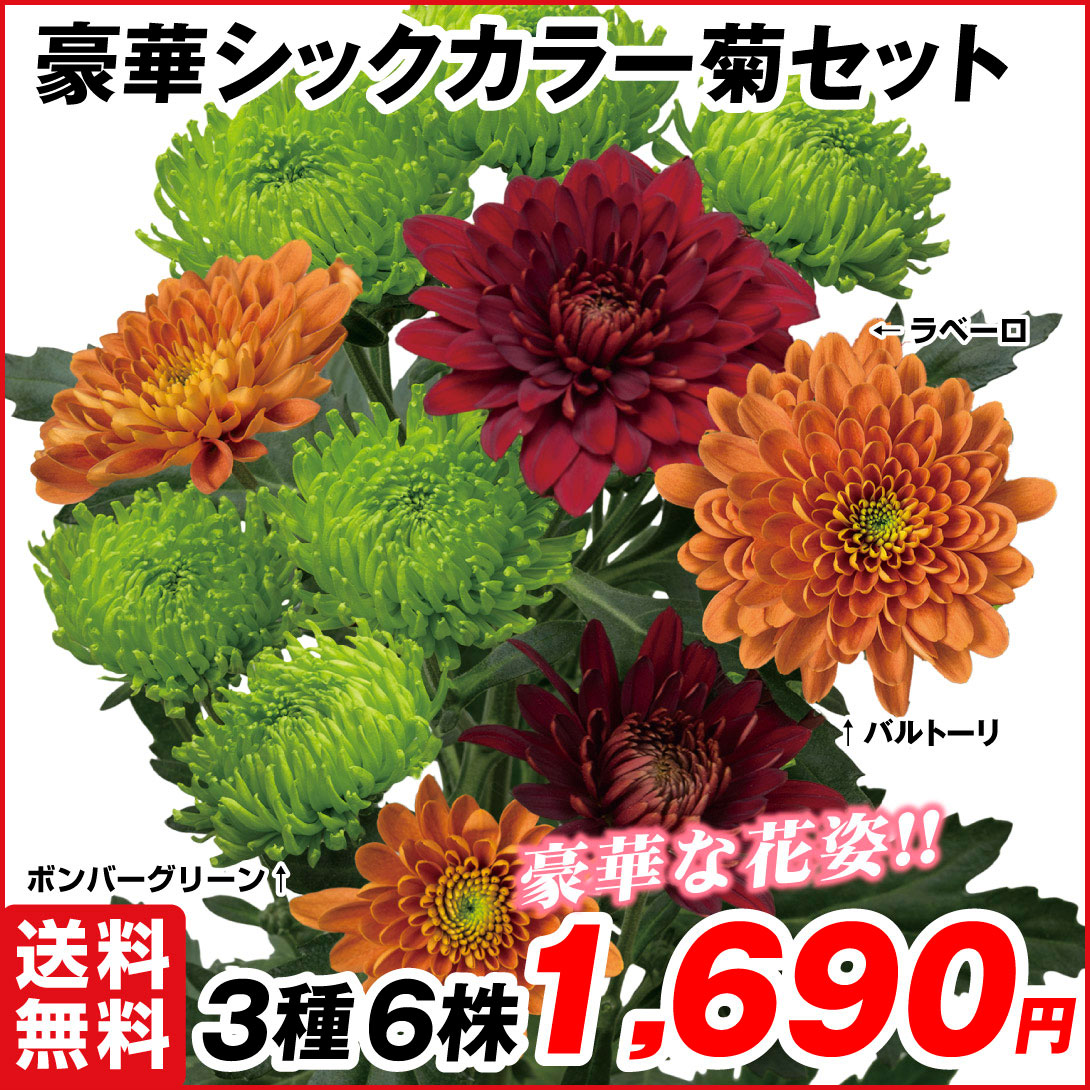 菊苗 切花菊 豪華シックカラー菊セット 3種6株 