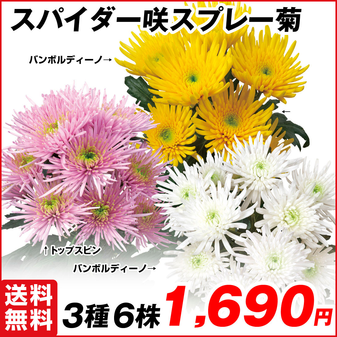 菊苗 切花菊 スパイダー咲スプレー菊セット 3種6株
