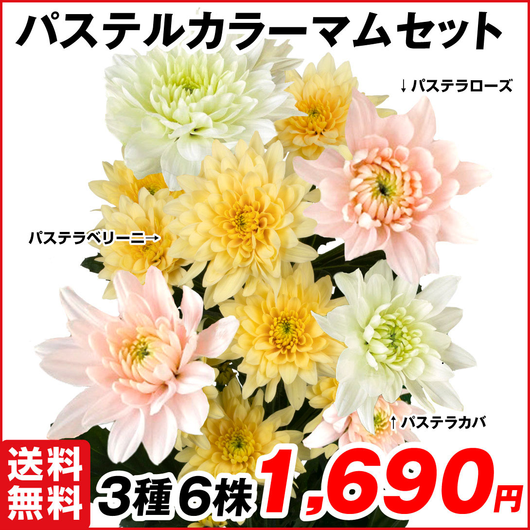 菊苗 切花菊 パステルカラーマムセット 3種6株