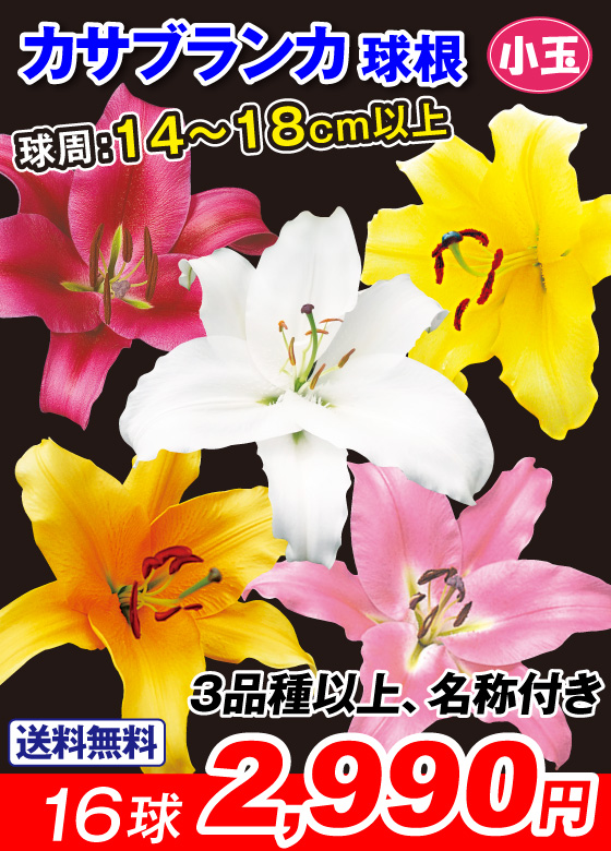 16球