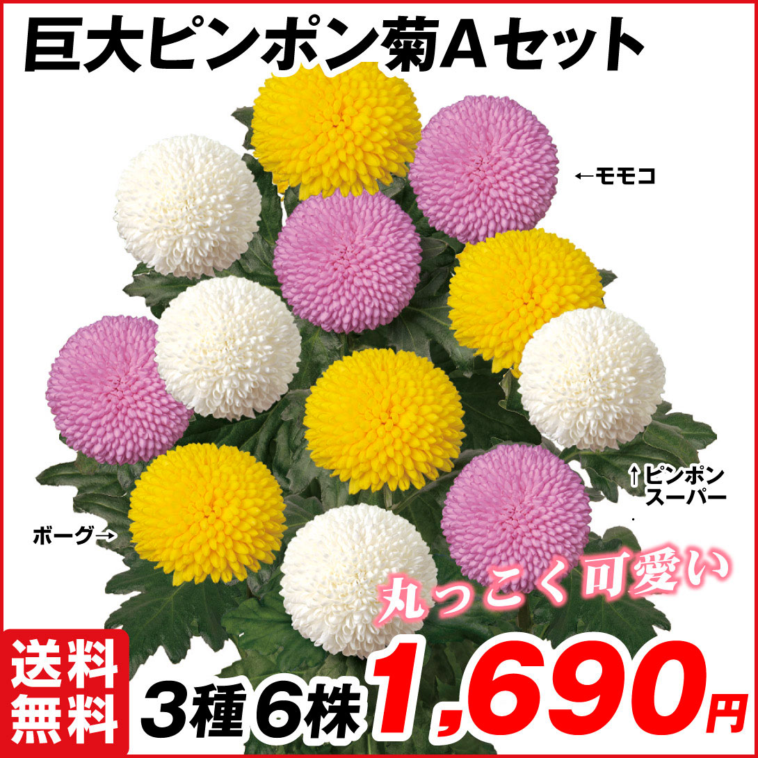 菊苗 切花菊 巨大ピンポン菊Aセット 3種6株