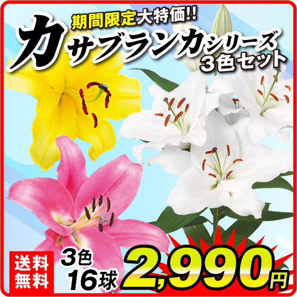 期間限定カサブランカ3色セット