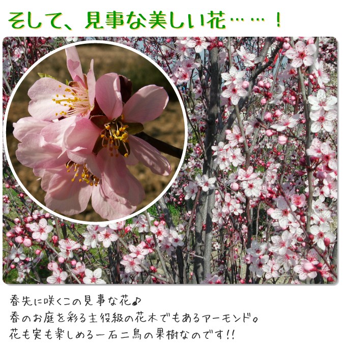 アーモンド　苗木