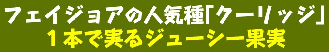 クーリッジ