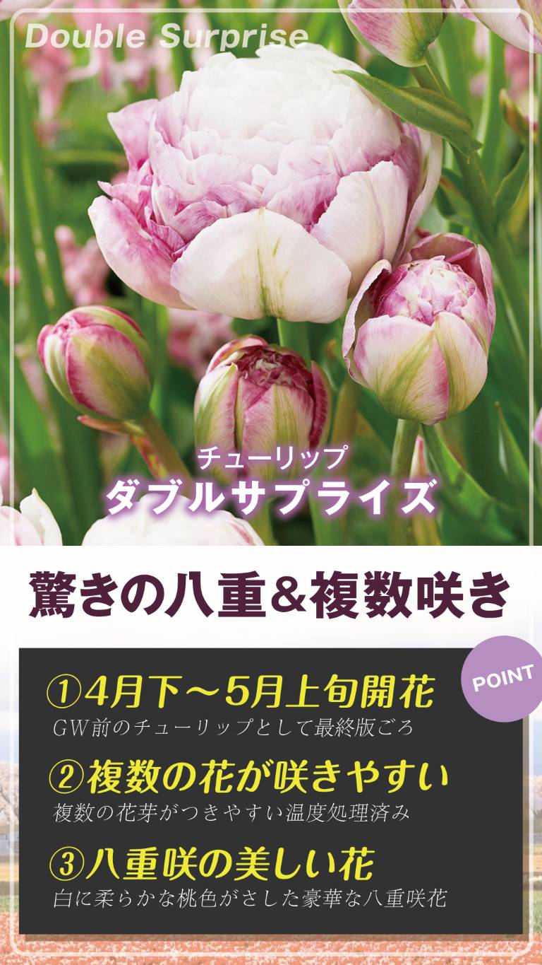 ダブルサプライズ