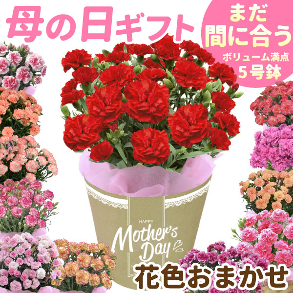 母の日 プレゼント 花 ギフト 花鉢 カーネーション 5号 鉢植え 鉢花 2024 送料無料 定番 赤 ピンク 生花
