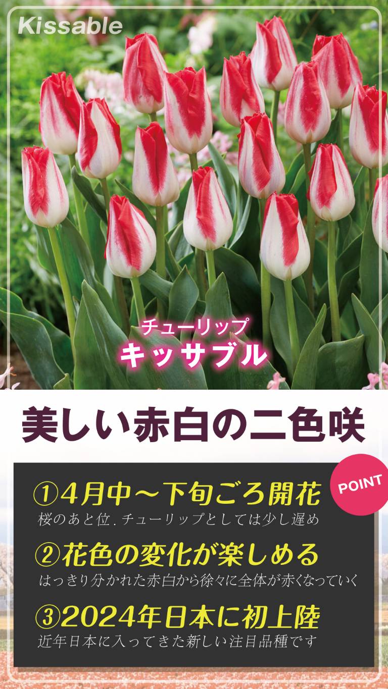 キッサブル