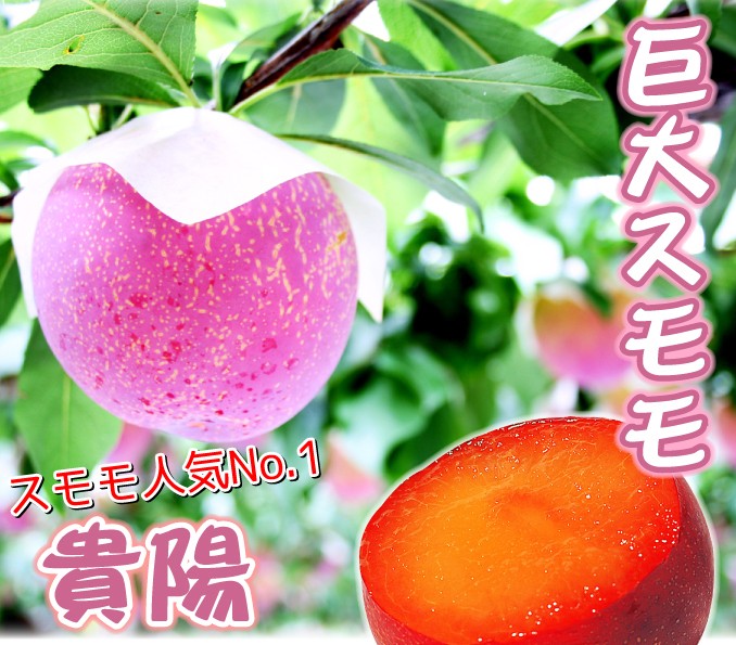 スモモ 苗木 貴陽 巨大