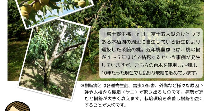 スモモ 苗木 富士野生桃台