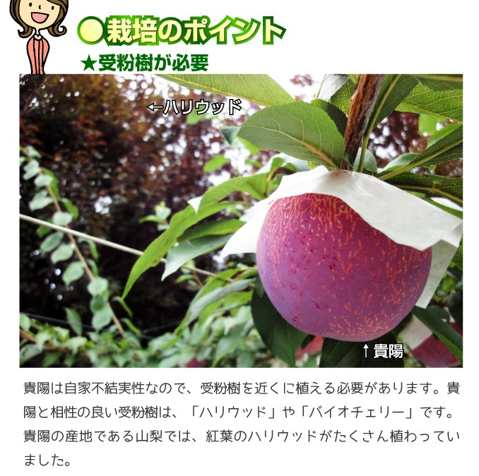 スモモ 苗木 受粉樹