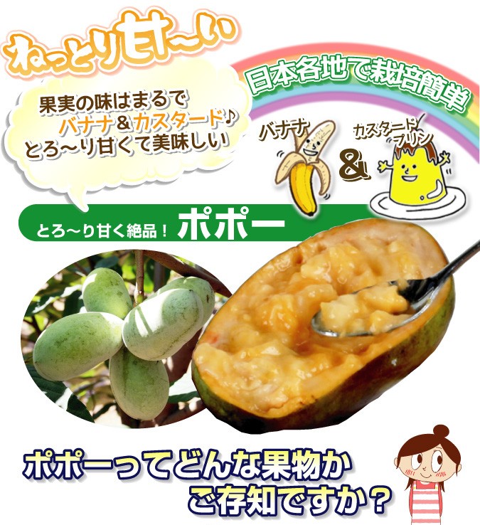 ポポー