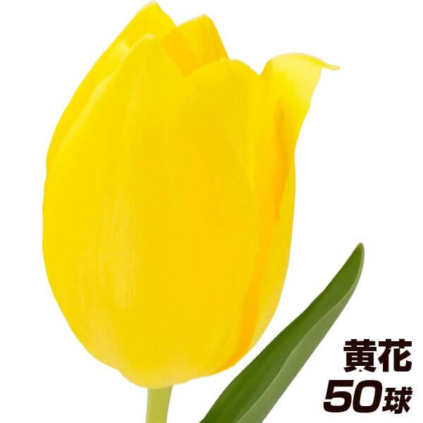 `[bv  勅  50 `[bv̋