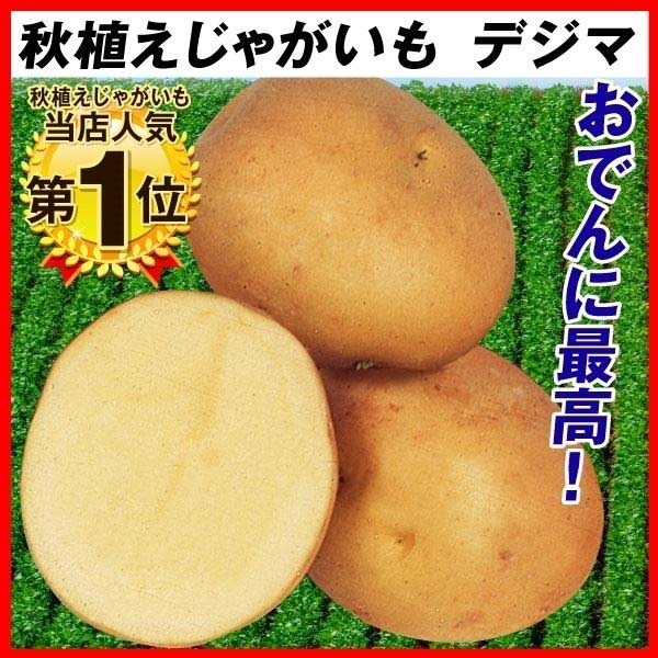ジャガイモ種芋　アイマサリ　MLサイズ　検査票あり　20キロ 国華園オンラインショップ / 種芋 秋植えじゃがいも アイマサリPVP