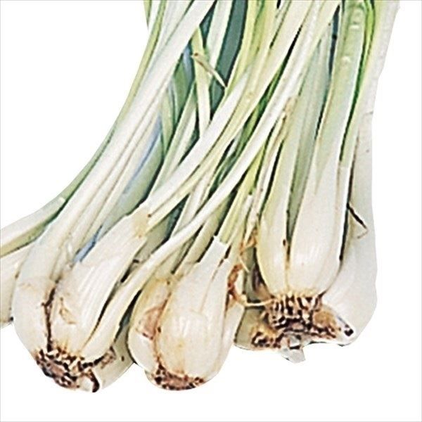 国華園 種球 島ラッキョウ 250g : 花と緑 国華園 - 通販 - Yahoo