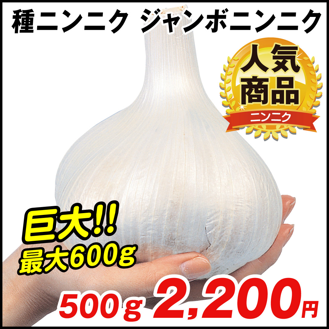 ジャンボニンニク　500ｇ