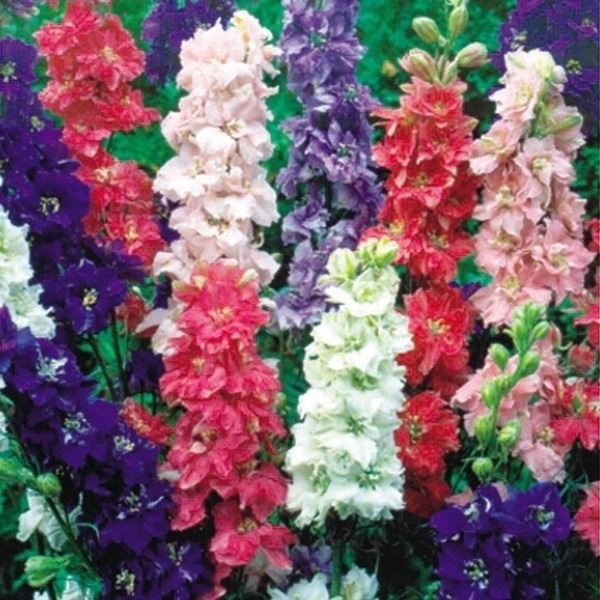 種 花たね デルフィニウム混合 1袋(150mg) / 花のたね 花の種 花種 デルフィニューム｜kokkaen