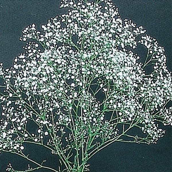 国華園 種 花たね 宿根かすみ草 1袋(250mg) : 花と緑 国華園 - 通販