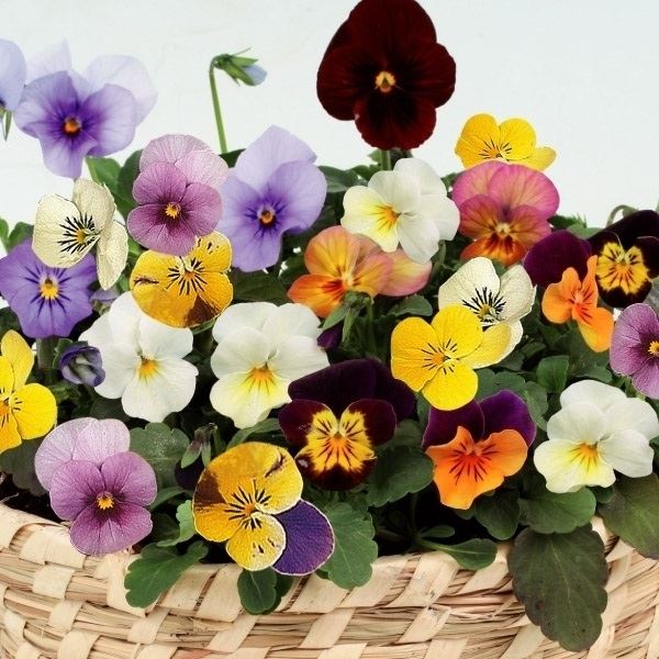 種 花たね ビオラ混合 1袋(100mg) / 花のたね 花の種 花種