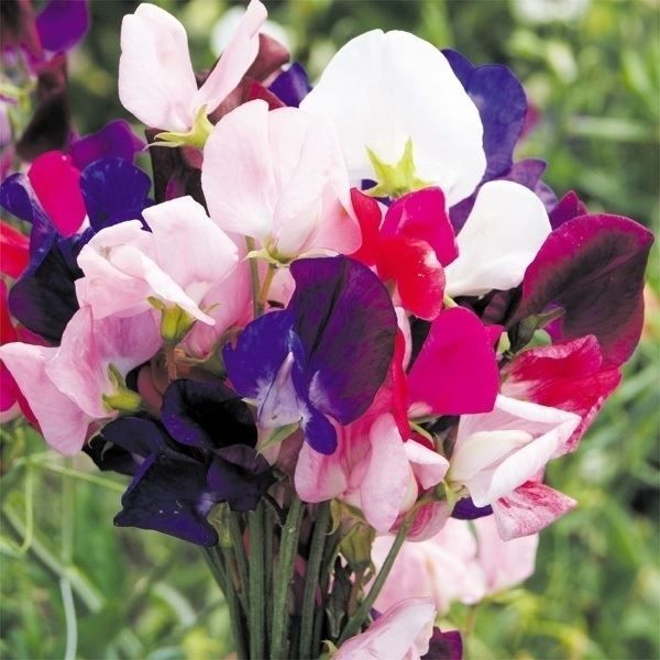 国華園 種 花たね 芳香性スイートピー混合 1袋(800mg) / 花の種 通販