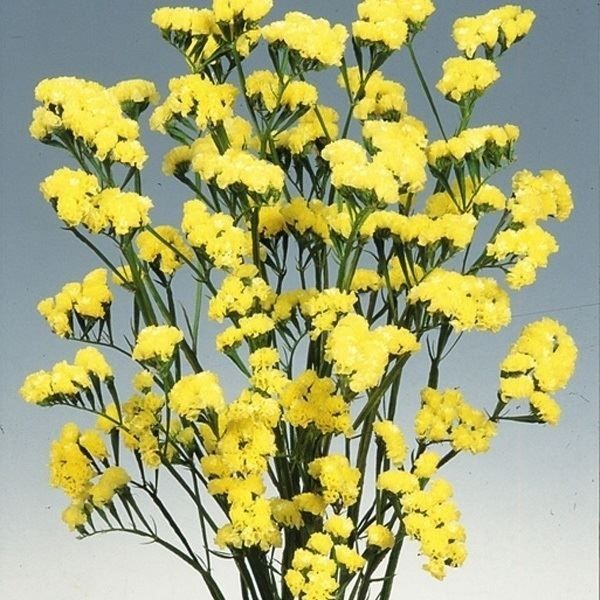 種 花たね ダリア コラレット咲混合 1袋(250mg) : 花と緑 国華園