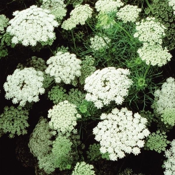 花種 花たね ホワイトレースフラワー 1袋（400mg） : 花と緑 国