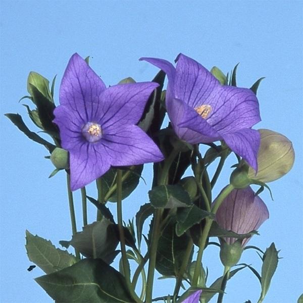 種 花たね キキョウ 紫 1袋(60mg)