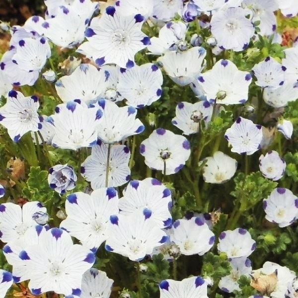 種 花たね ネモフィラ マクラータ  1袋（500mg） | 