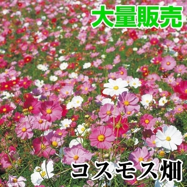 種 花たね 大量たね コスモス畑 1袋(100g) / 花のたね 花の種 花種 秋桜