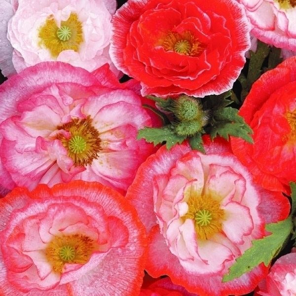 虞美人草 虞美人草 赤 | ひなげし - Furoshikiya YAMATONADESHIKO