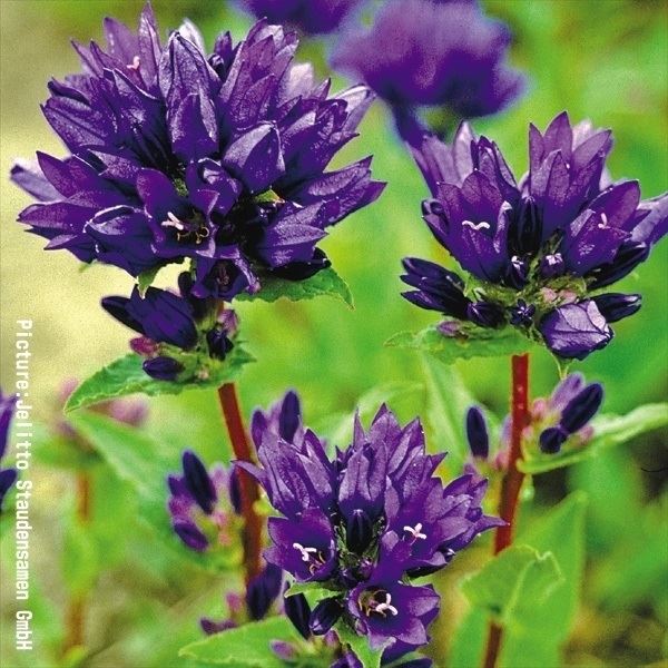 種 花たね 多年草 ヤツシロソウ 紫花 1袋(200粒)｜kokkaen